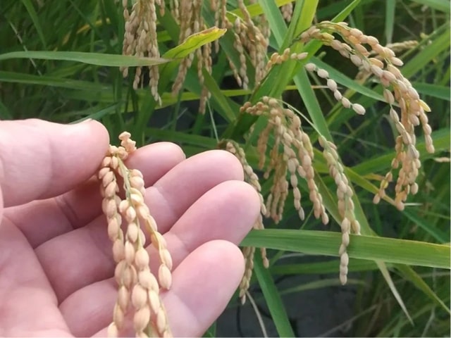 有機栽培基準のお米